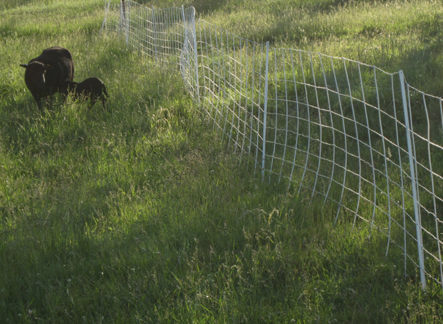 A ewe and her lamb stand in a pasture next to an electrified fence. 