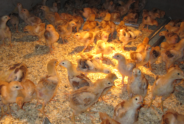 Yellow and red chicks stand together in a brooder, bathed in yellow light. 