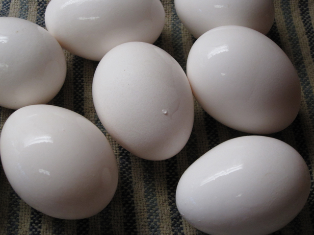 White Eggs