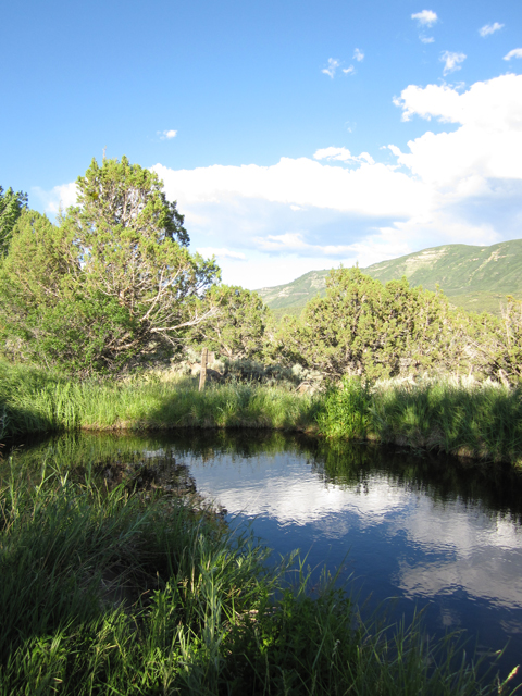 Pond Reflections