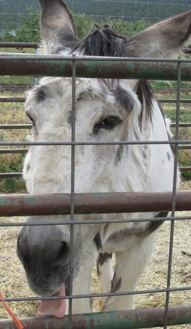 A brown and white donkey cheekily peeks through a metal fence. 