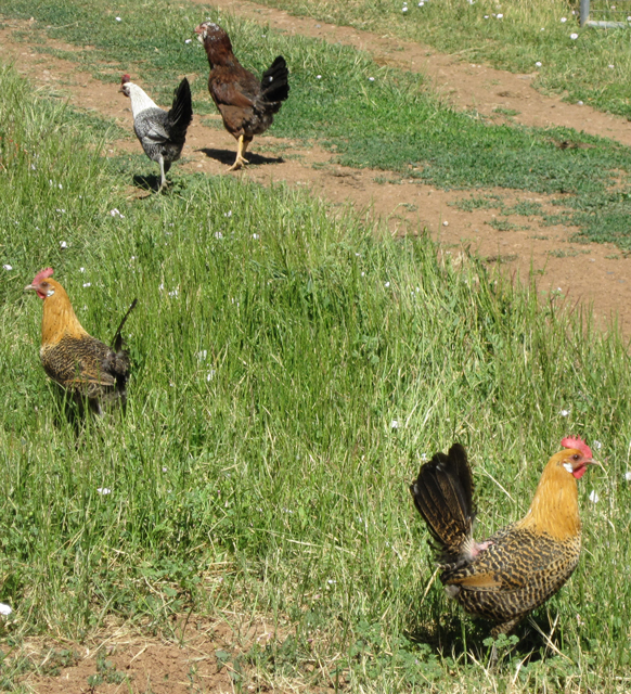 4 Hens Foraging