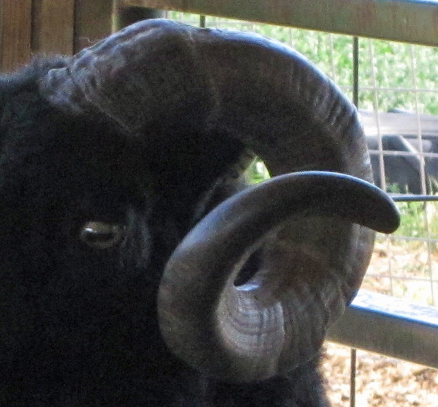 Ram Horn