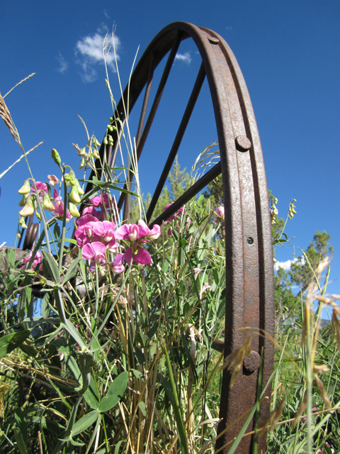 A close-up photo of an old metal spoke wheel with flowers and weeds growing through it. 