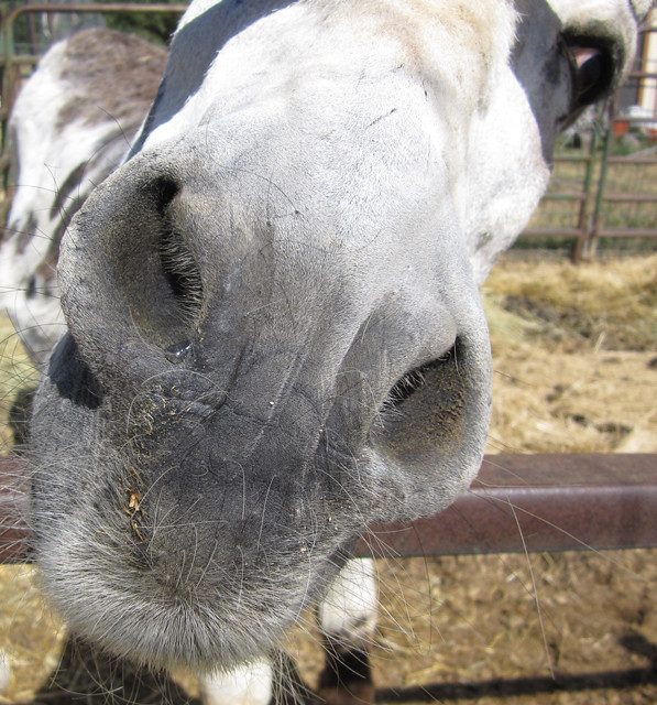 Wrinkled Donkey Nose