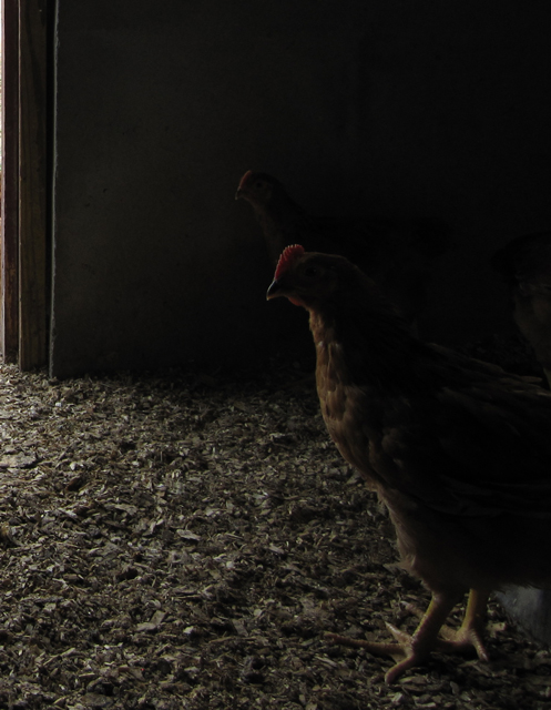 Negative Chicken