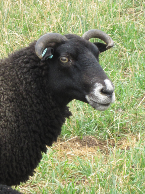 A headshot of Yoda the wether.