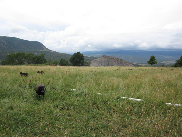 A lush pasture of sheep and forage stretches to mountains on the horizon.