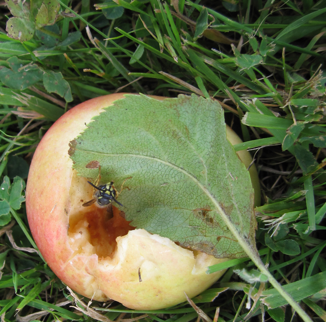 Welsh Wasp