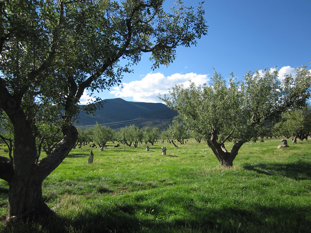 Wide Pasture