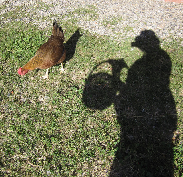 Collecting Eggs