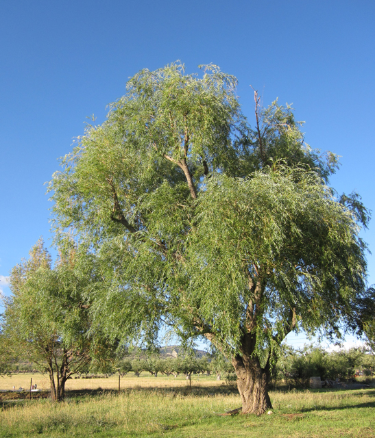 Willow Tree