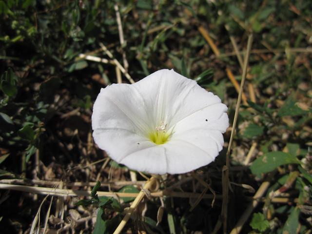 Bindweed!