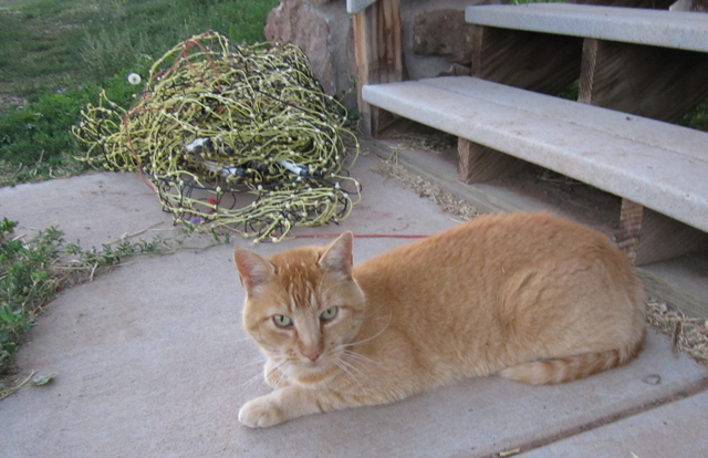 An orange cat rests on a concrete pad.