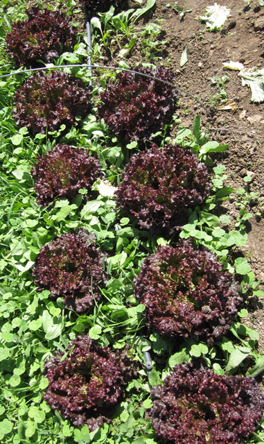 Nine lettuce heads are lined up in rows.