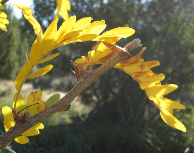 Foliage