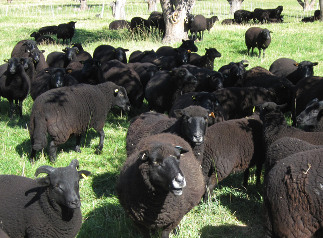 Dark Sheep