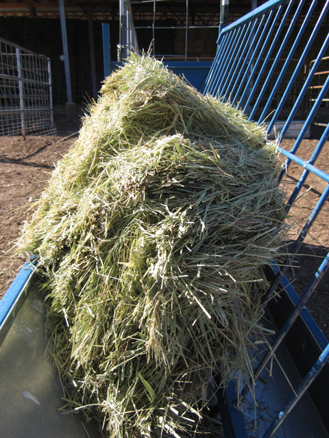 Sheep Food