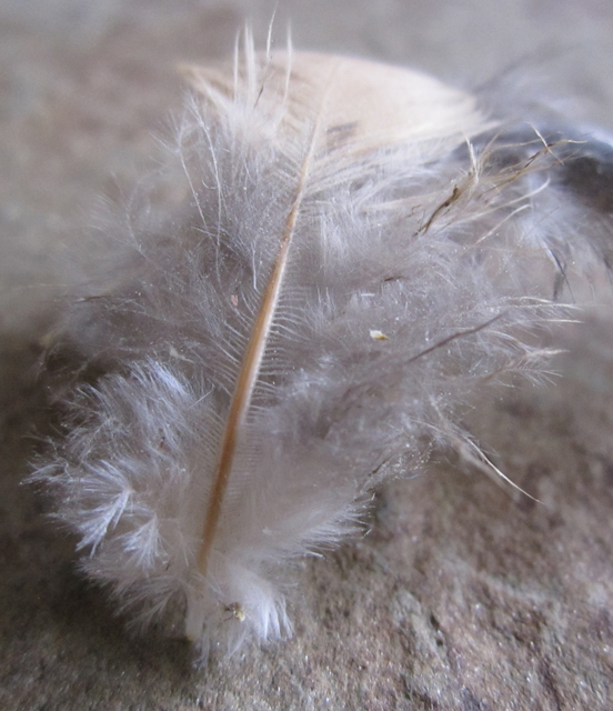 Chicken Feather