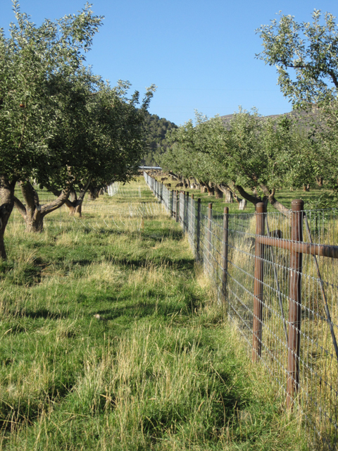 Divider Fence