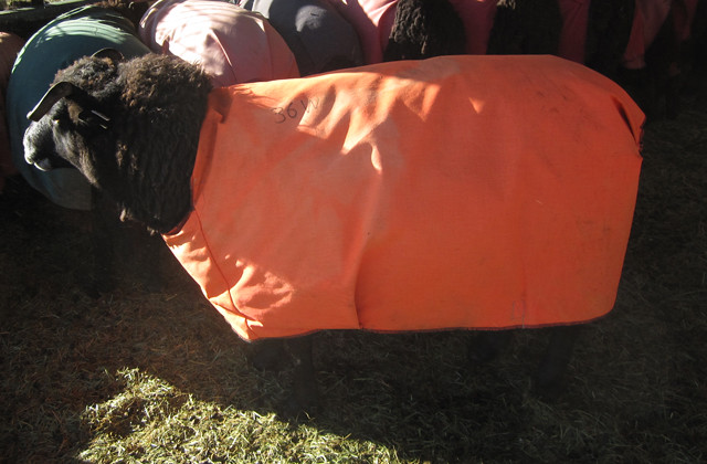 Halloween Sheep