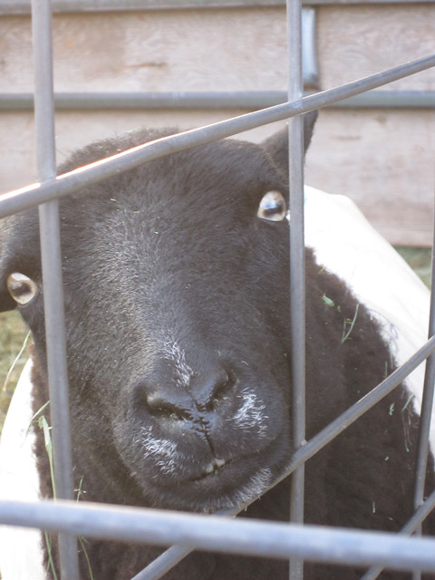 Baaaa!