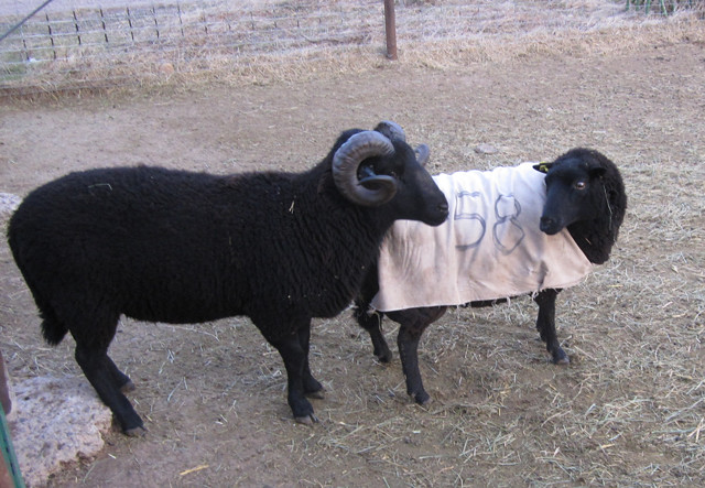 Pair of Sheep