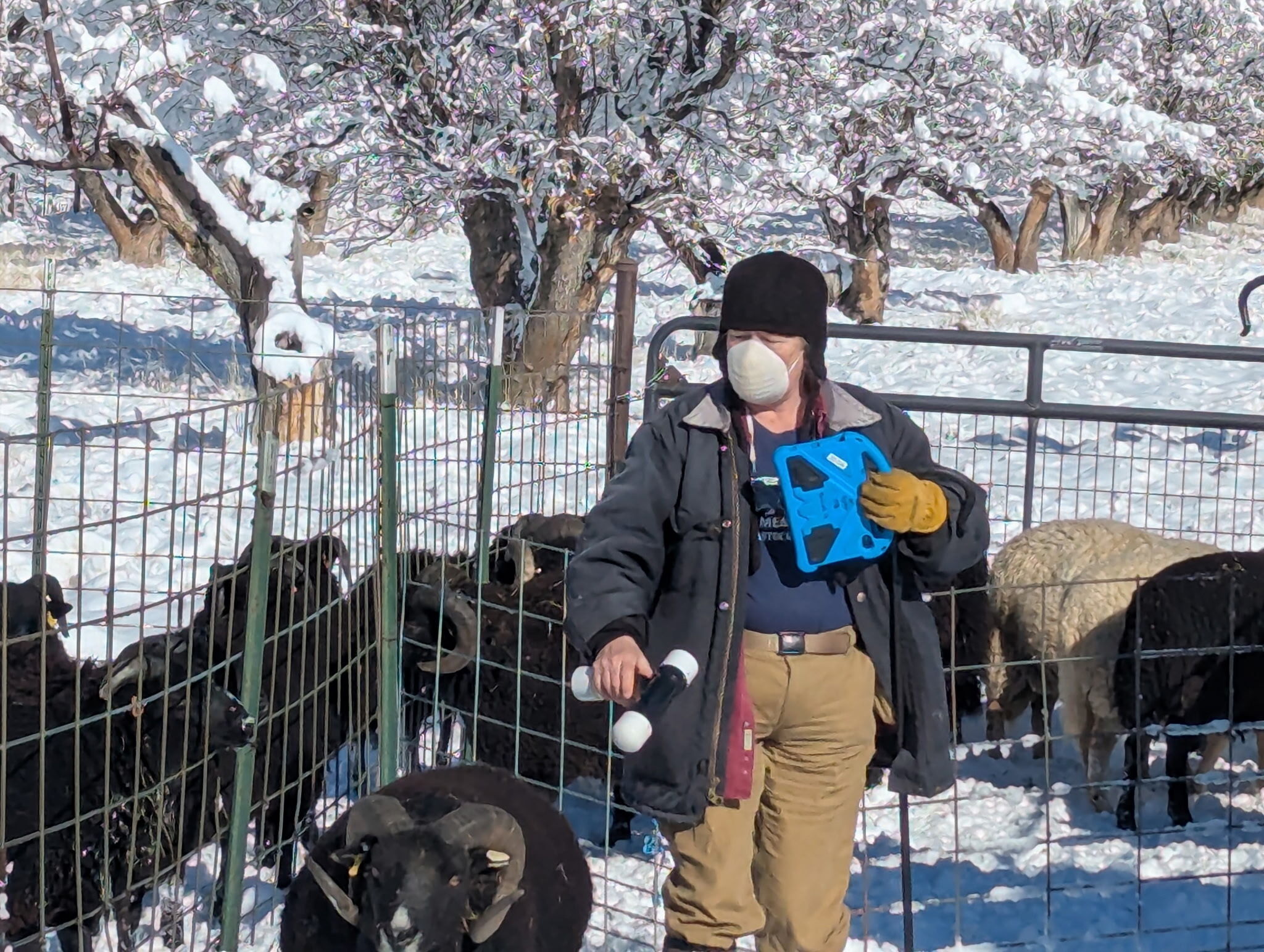 Oogie stands next to a black ram, holding a handmade EID reader and a tablet loaded with AnimalTrakker® software.