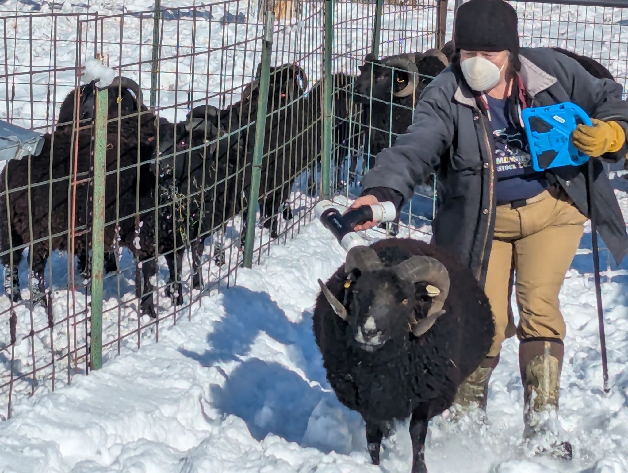 Oogie uses a handmade EID reader to scan a ram. 