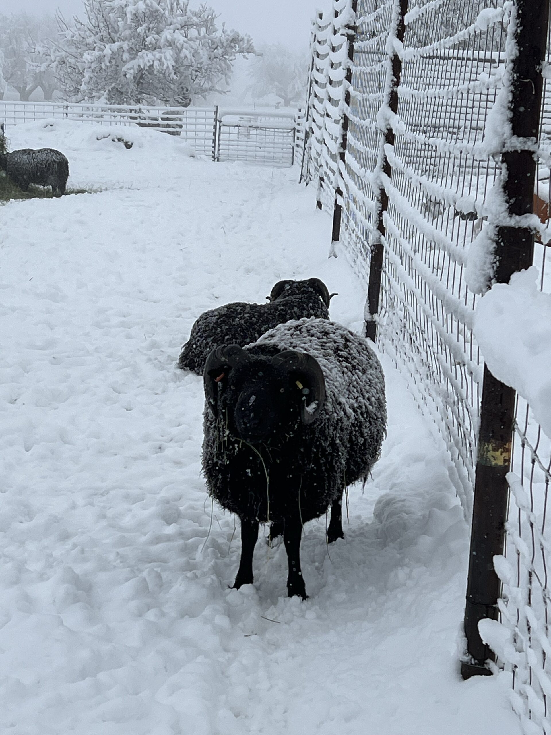 Two black rams stand near a snow-covered fence.