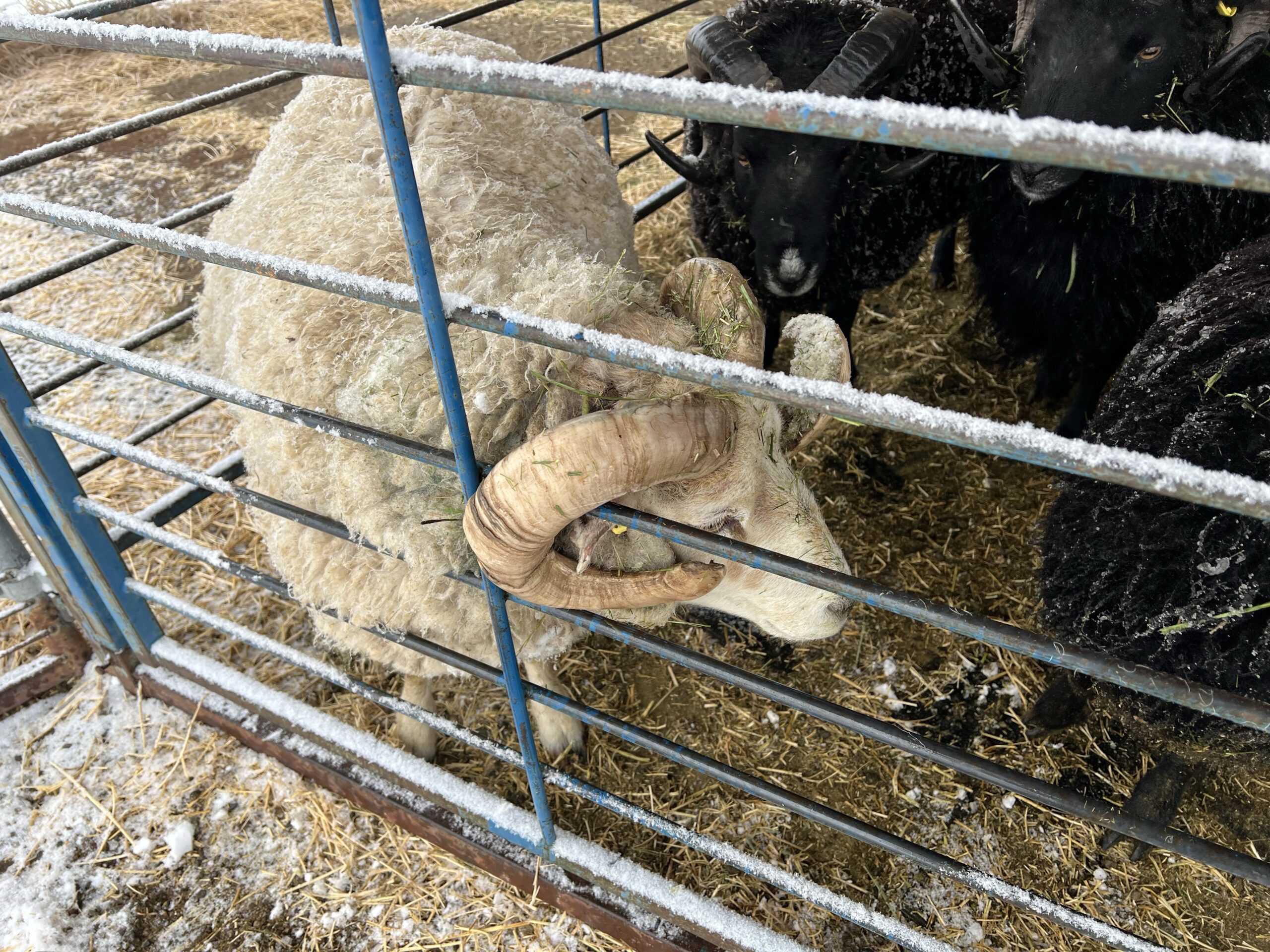 A white rams scratches his ears on a fence panel.