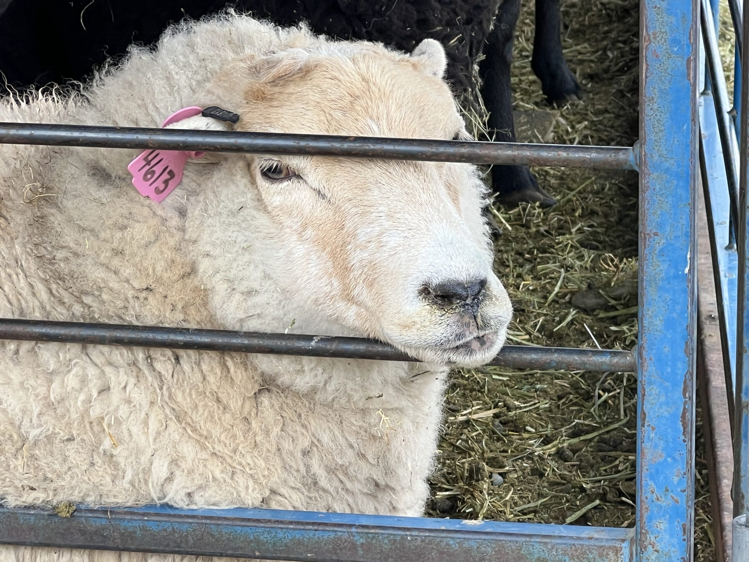 A white ewe sticks her face out between metal bars.