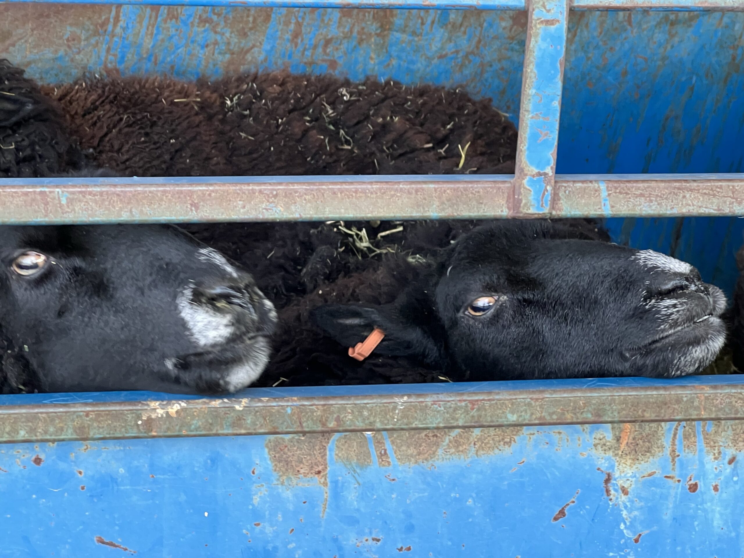 Two black ewes with white noses peek out from a blue metal corral.