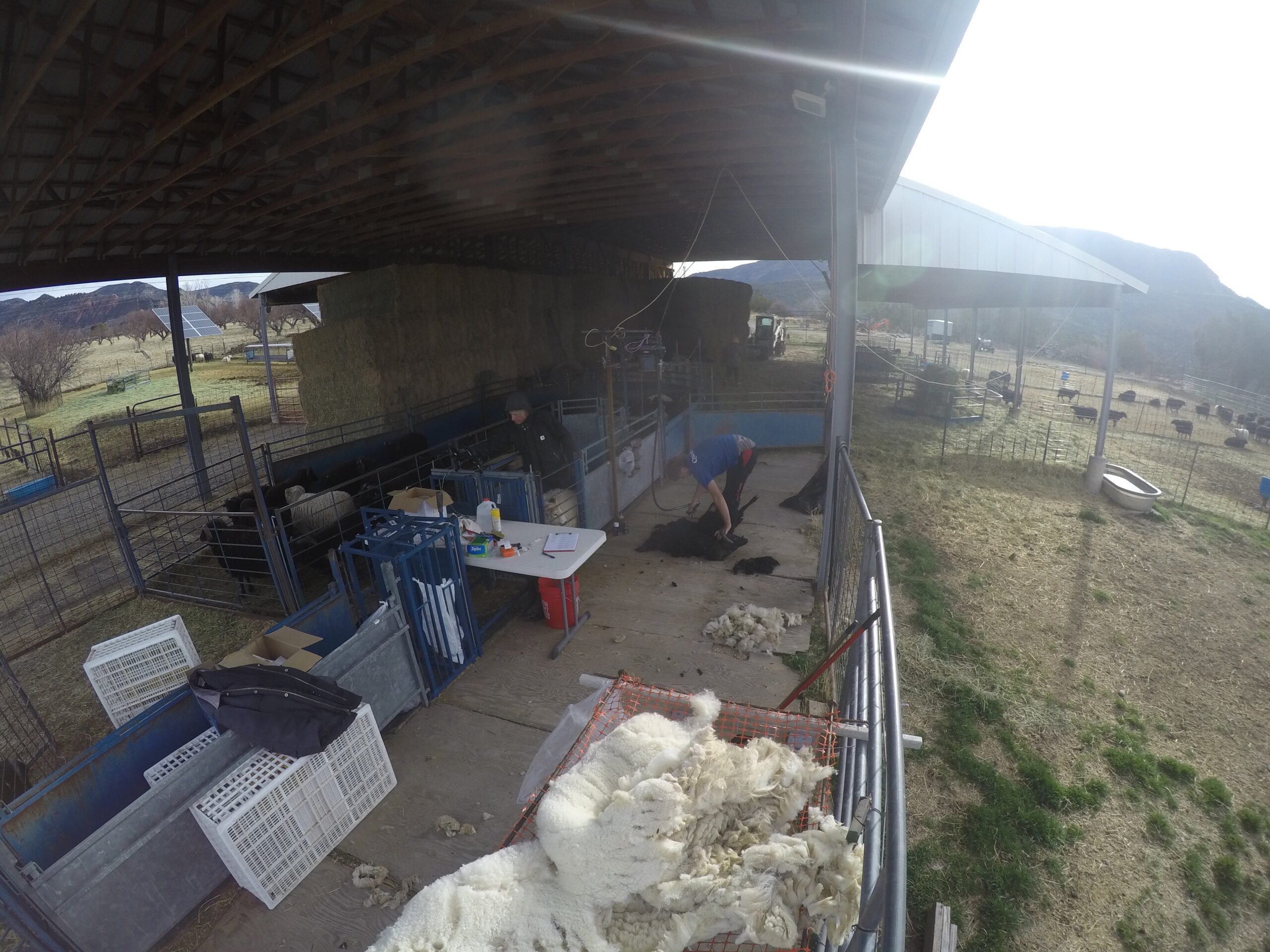 A look at a sheep shearing area shows piles of wool, crates, and a shearer shearing a sheep.