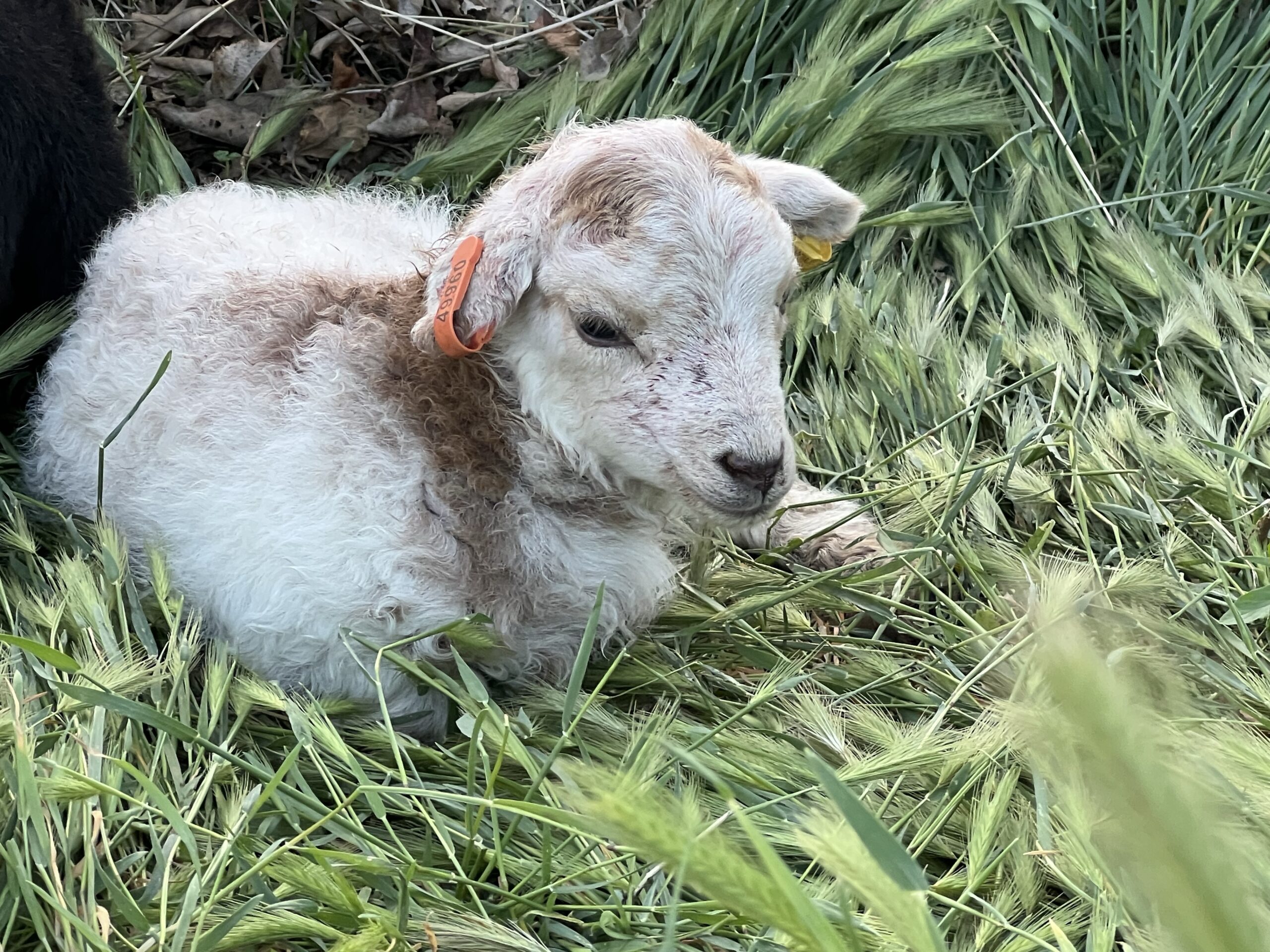 A white and brown lamb lays in long grass.
