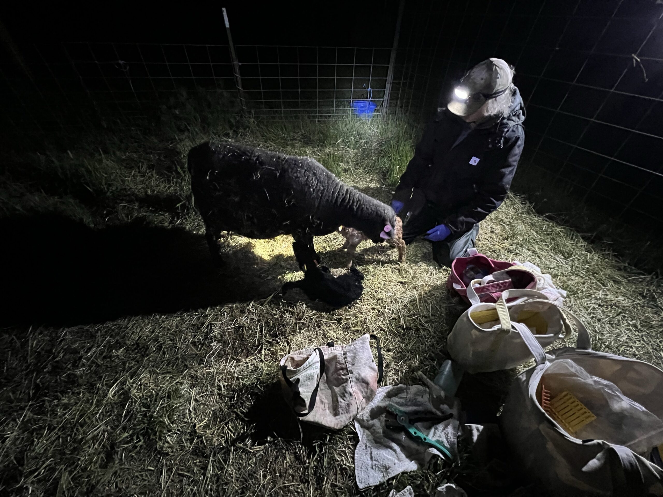 Ken helps a Black Welsh Mountain ewe with her newborn lambs.