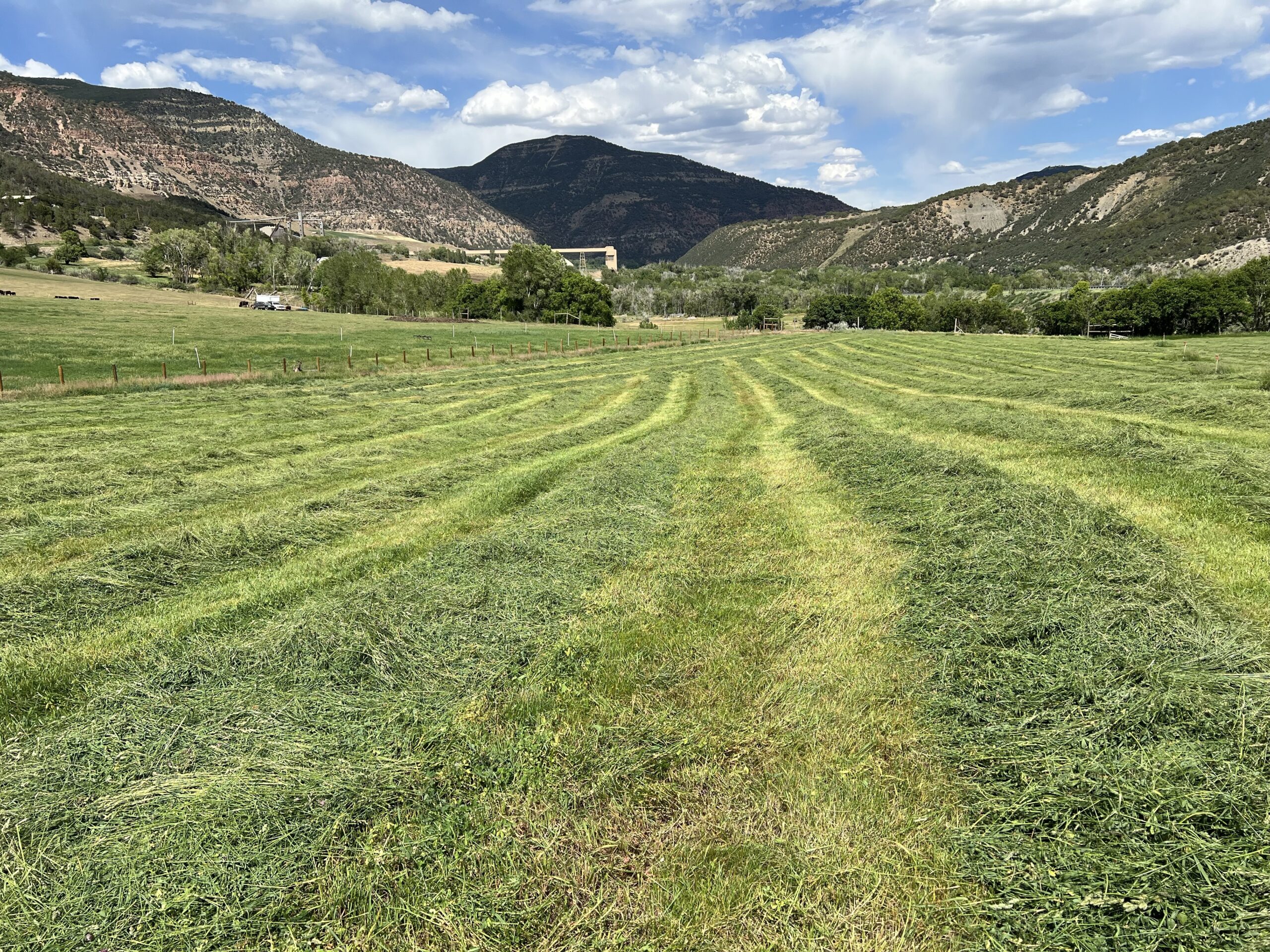 A freshly-cut hayfield. 