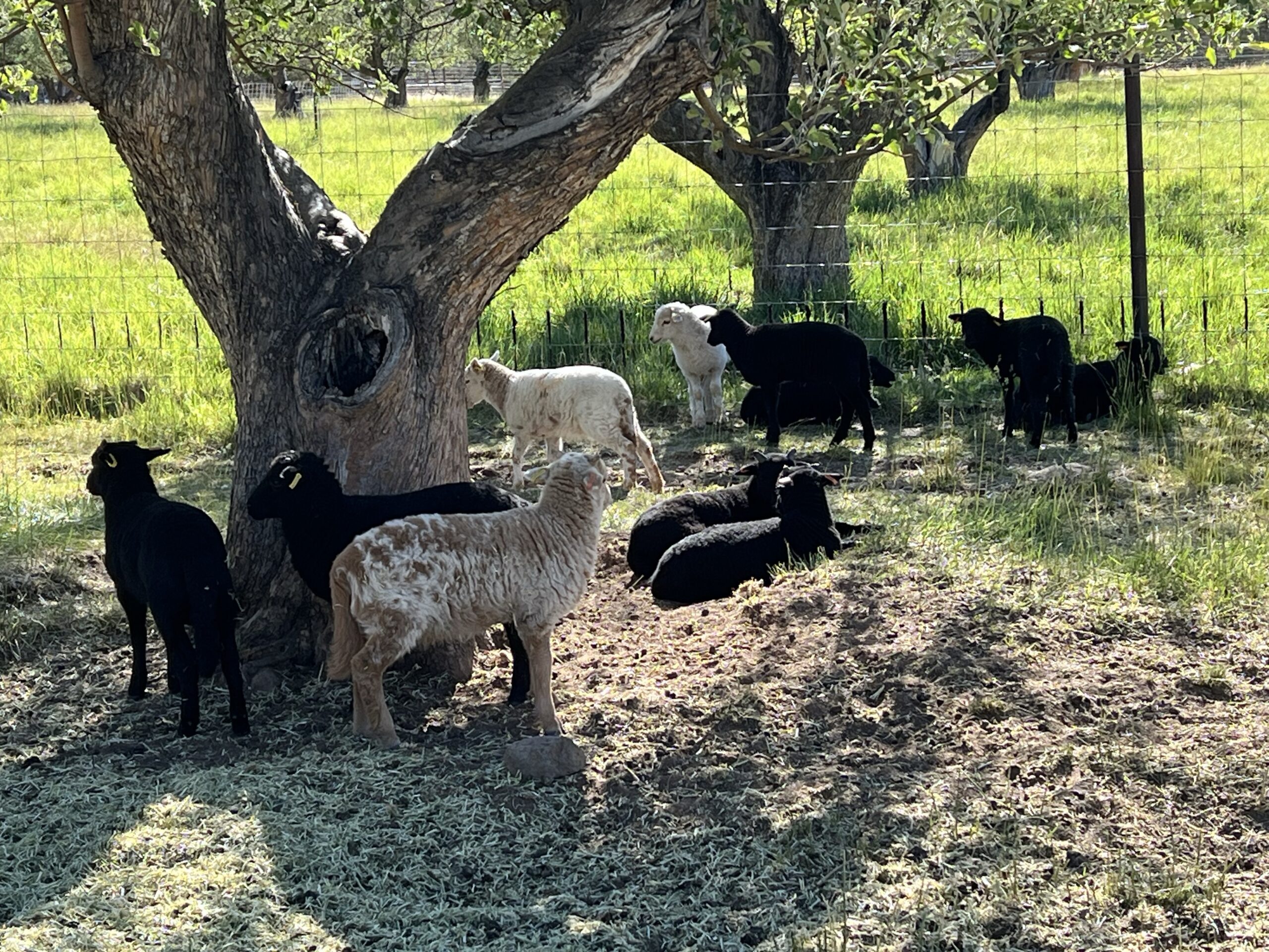 A group of black and white lambs relaxes in a fenced pasture.