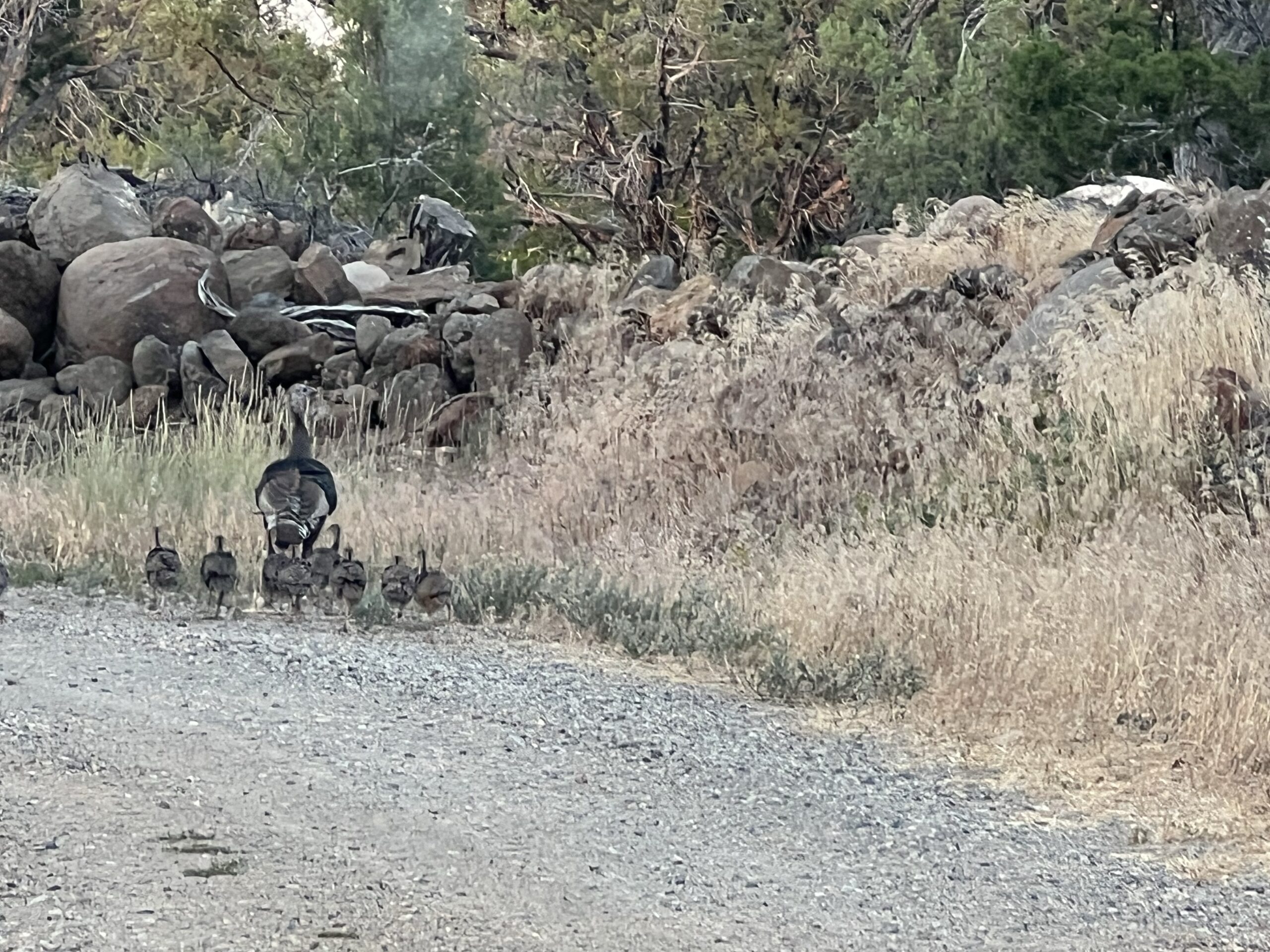 A young family of turkeys moves across a gravel driveway. 