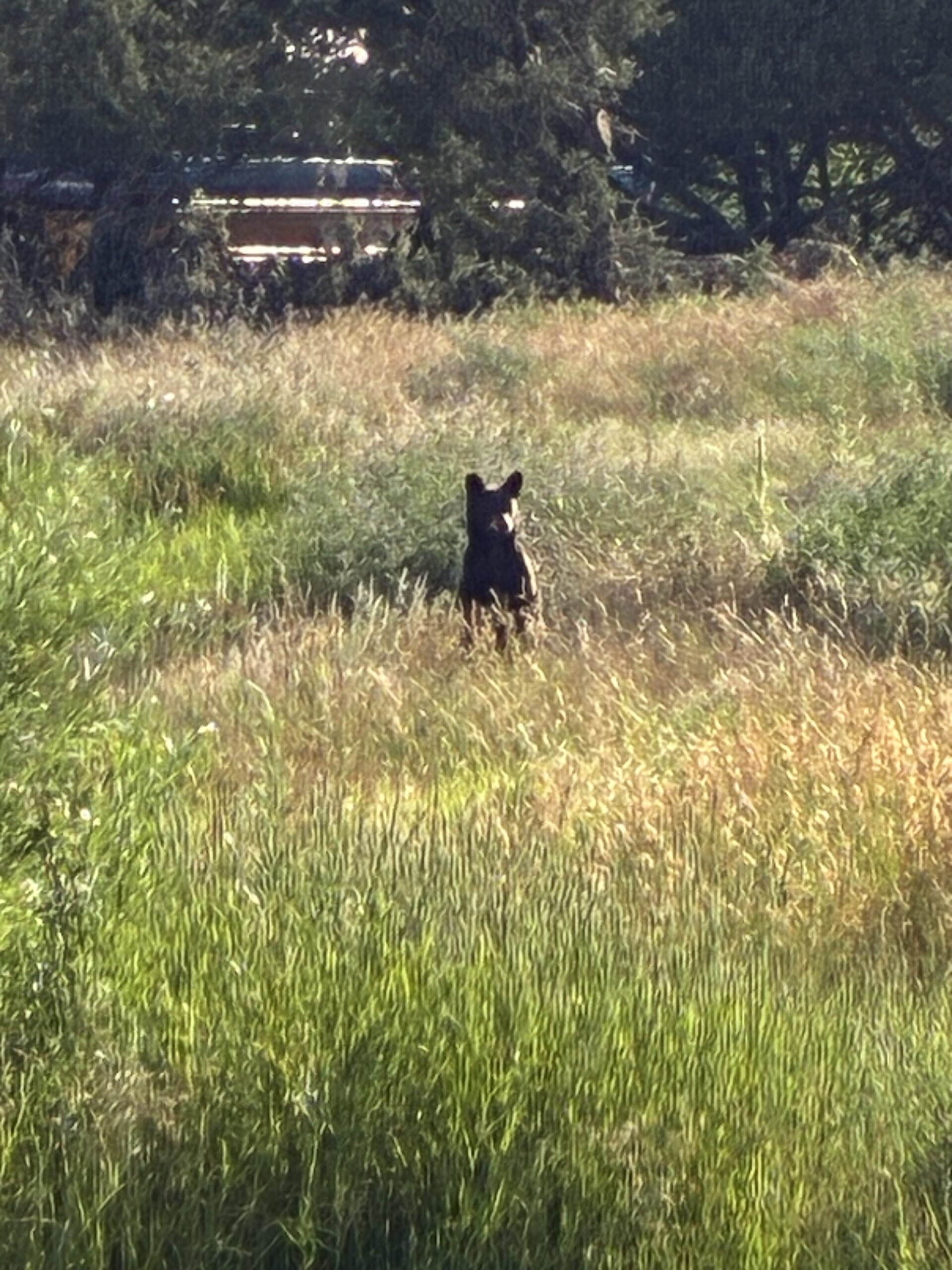 A small bear stands in a field of tall grass.