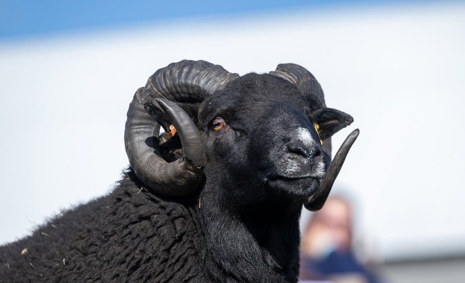 North American Hill Sheep Show Results